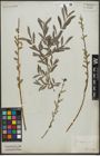 Foto von Salix purpurea L.